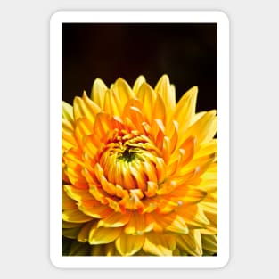 Bright Yellow Chrysanthemum Sticker